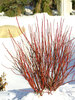 Cornus Arctic-Fire