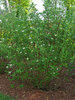 Cornus Arctic-Fire
