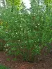 Cornus Arctic-Fire