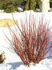 Cornus Arctic-Fire