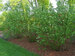 Cornus Arctic-Fire