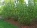 Cornus Arctic-Fire