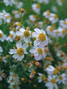 Coreopsis Alba