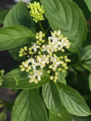 Link to Cornus Arctic Fire&reg; Yellow