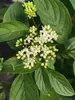 Cornus Arctic Fire Yellow	