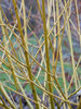 Cornus Arctic Fire Yellow	