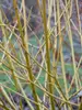 Cornus Arctic Fire Yellow	