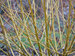 Cornus Arctic Fire Yellow	