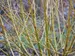Cornus Arctic Fire Yellow	
