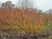 Cornus Arctic Fire Yellow	