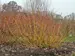 Cornus Arctic Fire Yellow	