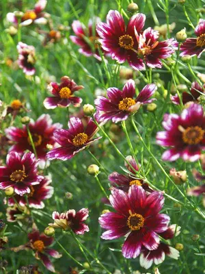 Link to Coreopsis Berry Chiffon