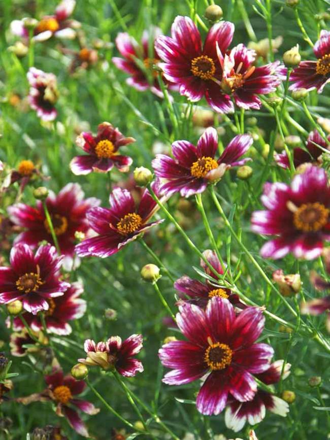 Coreopsis Berry Chiffon