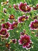 Coreopsis Berry Chiffon