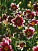 Coreopsis Berry Chiffon