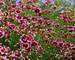 Coreopsis Berry Chiffon