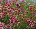 Coreopsis Berry Chiffon