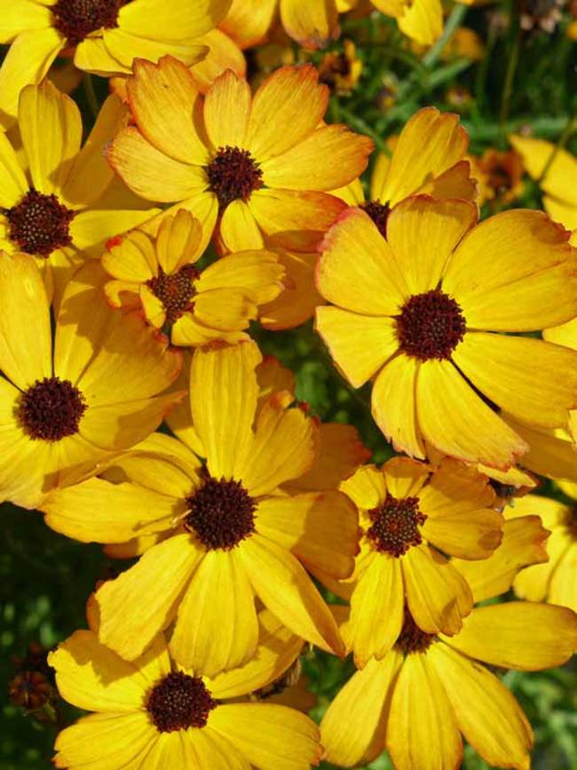 Coreopsis Butter Rum