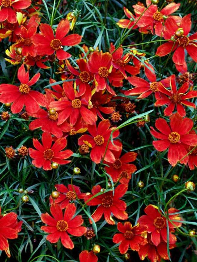 Coreopsis Broad Street