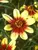 Coreopsis Bengal Tiger