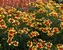 Coreopsis Bengal Tiger