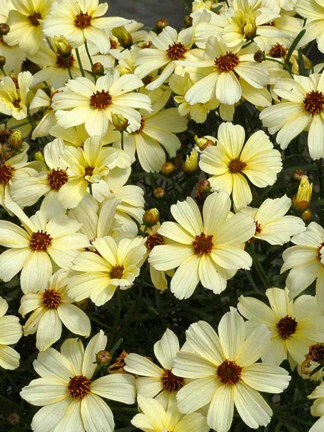 Coreopsis Buttermilk