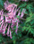 Corydalis Blackberry Wine