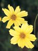 Coreopsis Creme-Brulee