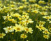 Coreopsis Creme-Brulee