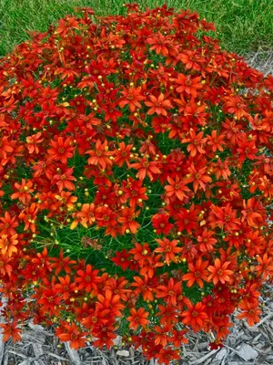 Link to Coreopsis Crazy Cayenne