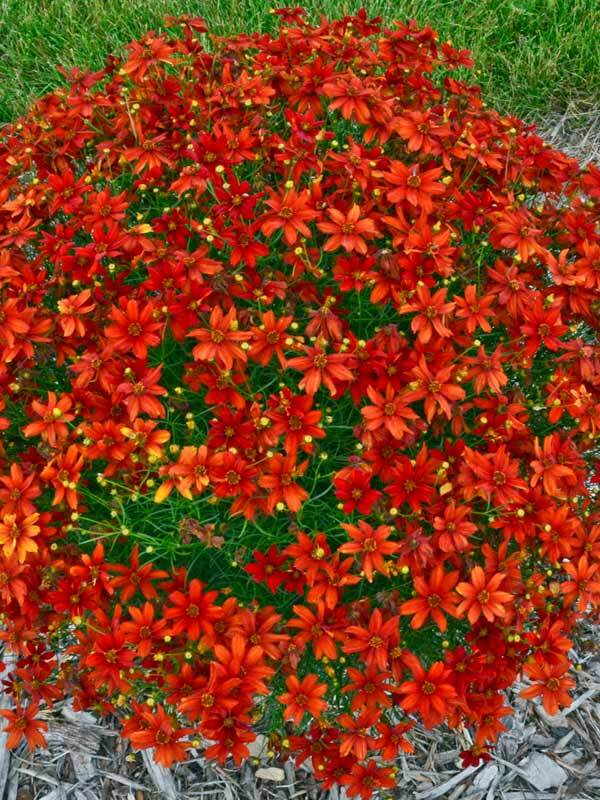 Coreopsis Crazy Cayenne