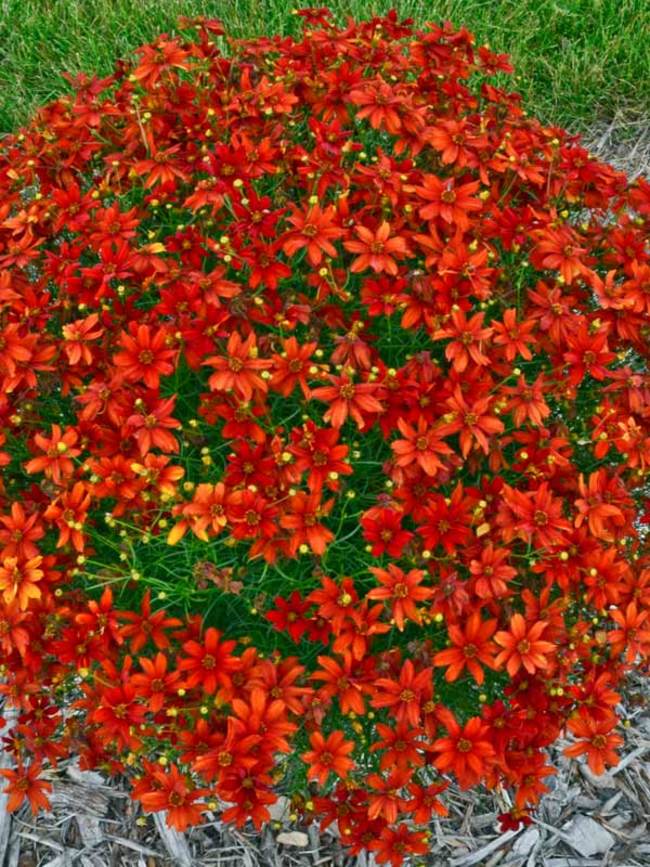 Coreopsis Crazy Cayenne