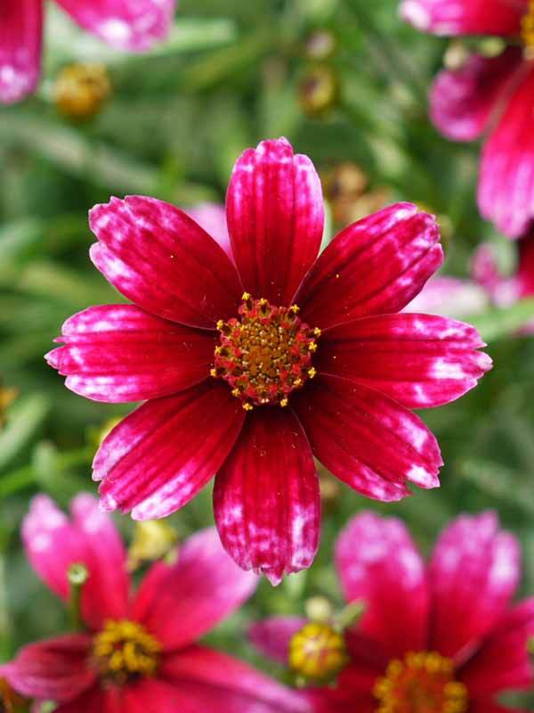 Coreopsis Cherry Blast
