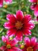 Coreopsis Cherry Blast