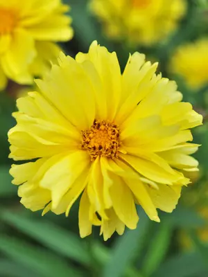 Link to Coreopsis Charlize
