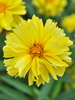 Coreopsis Charlize