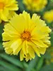 Coreopsis Charlize