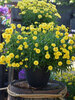 Coreopsis Charlize