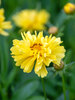 Coreopsis Charlize