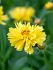 Coreopsis Charlize