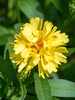 Coreopsis Charlize