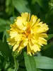 Coreopsis Charlize