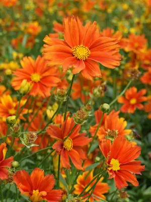 Link to Coreopsis Darling Clementine