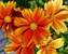 Coreopsis Darling Clementine