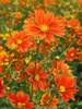 Coreopsis Darling Clementine