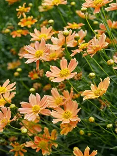 Coreopsis