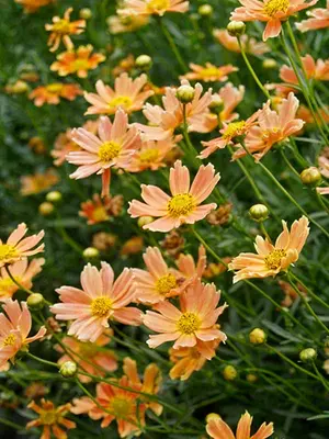 Link to Coreopsis Creme Caramel