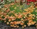 Coreopsis Creme Caramel