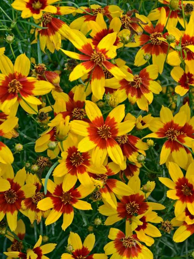 Coreopsis Curry Up