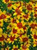 Coreopsis Curry Up